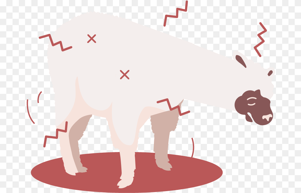 Pain, Animal, Mammal, Pig, Bear Free Png