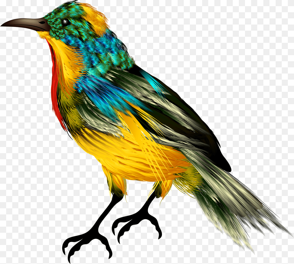 Pain Bird For Picsart Png Image