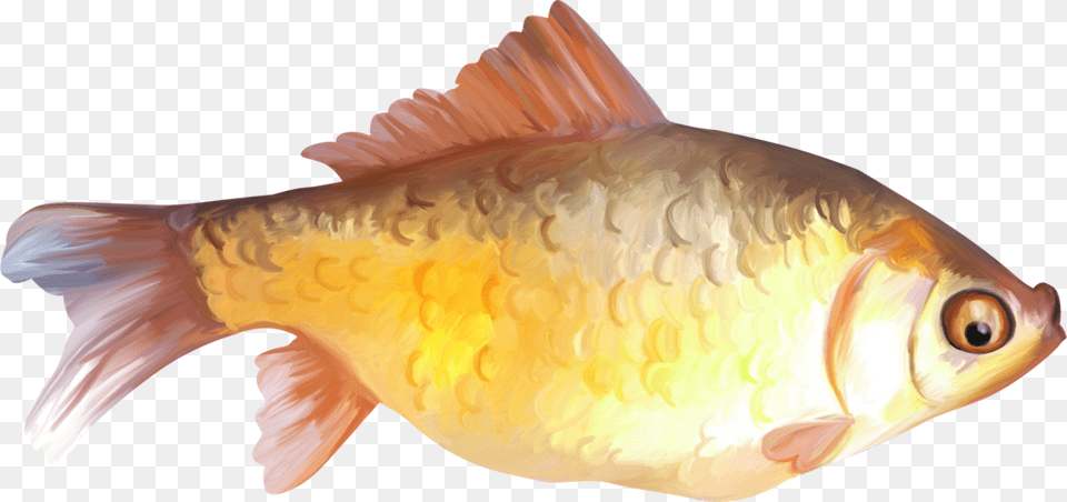 Paint Fish Clipart Fish Painting, Animal, Sea Life, Shark, Goldfish Png Image