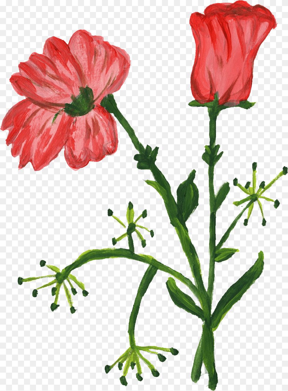Paint Flower Transparent Onlygfxcom Stem, Plant, Petal, Geranium, Rose Free Png Download