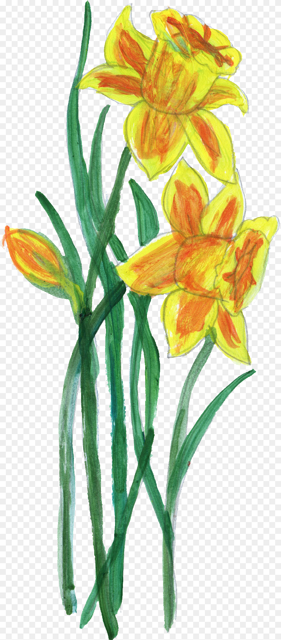 Paint Flower Transparent Onlygfxcom Yellow Paint Flower, Daffodil, Plant Png