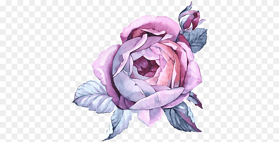 Paint Purple Flower Watercolor Watercolor Painting, Plant, Rose, Art Free Transparent Png