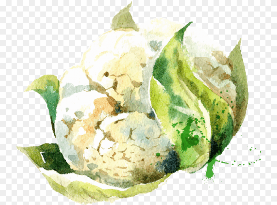 Paint Splatter Vector Transparent Vegetable Watercolor Art, Cauliflower, Food, Plant, Produce Png