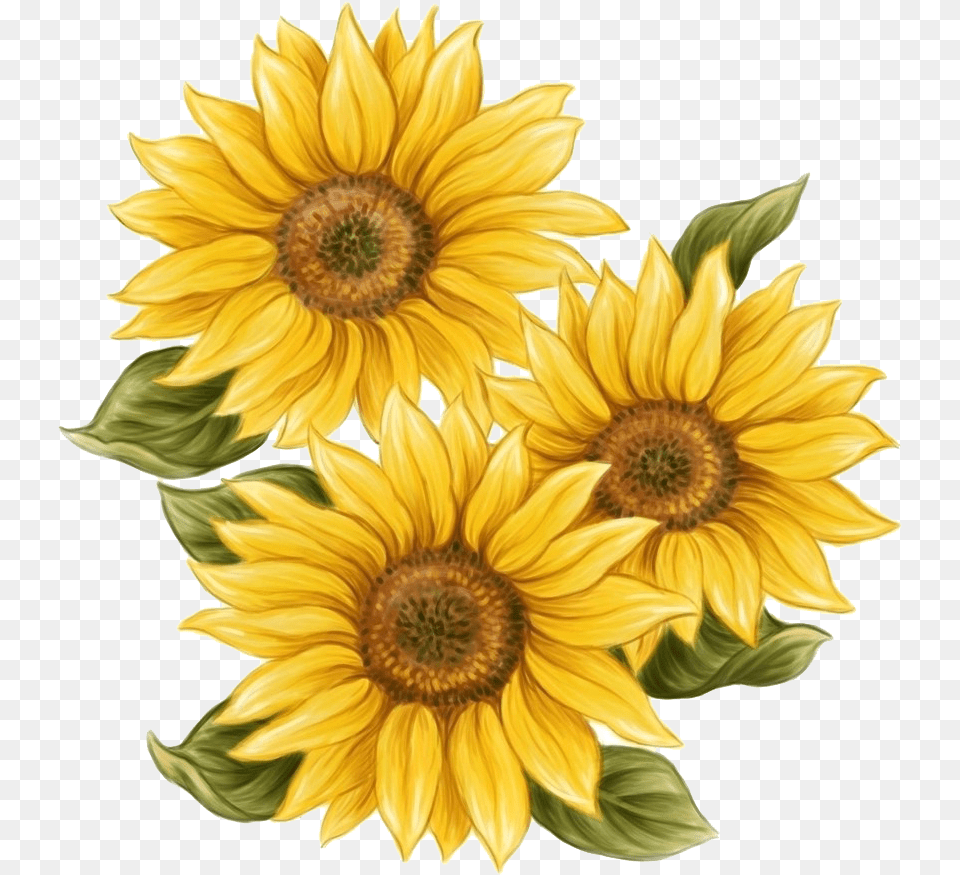 Paint Transparent Background Clear Background Sunflower, Flower, Plant Png Image