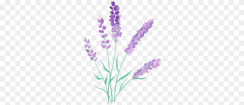 Paintbrushes Watercolor Lavender Flowers, Flower, Plant, Purple, Grass Png Image