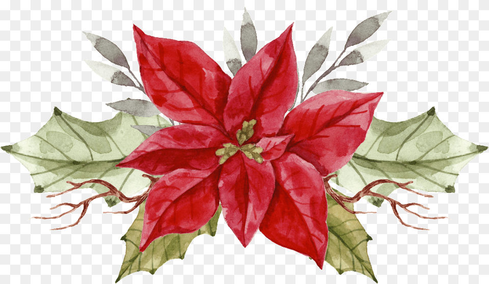 Painted A Christmas Flower Transparent, Leaf, Plant, Art, Pattern Free Png Download
