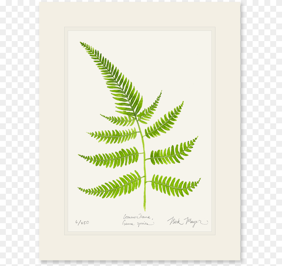Painted Fern Print Fern, Leaf, Plant Free Transparent Png