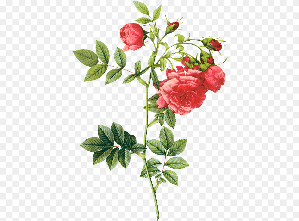 Painted Flowers Background Aljanhnet Pierre Joseph Redout Flowers, Flower, Plant, Rose, Leaf Png