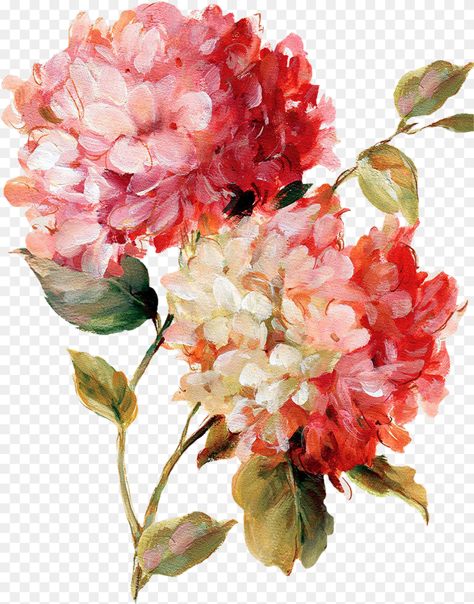Painted Flowers Picture Watercolor Flower Painting Carnation, Geranium, Plant, Petal Free Transparent Png