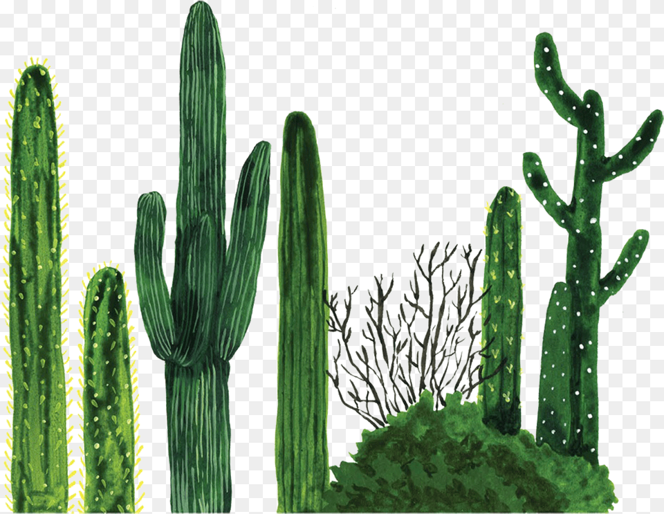 Painted Furniture Plants, Plant, Cactus Free Png
