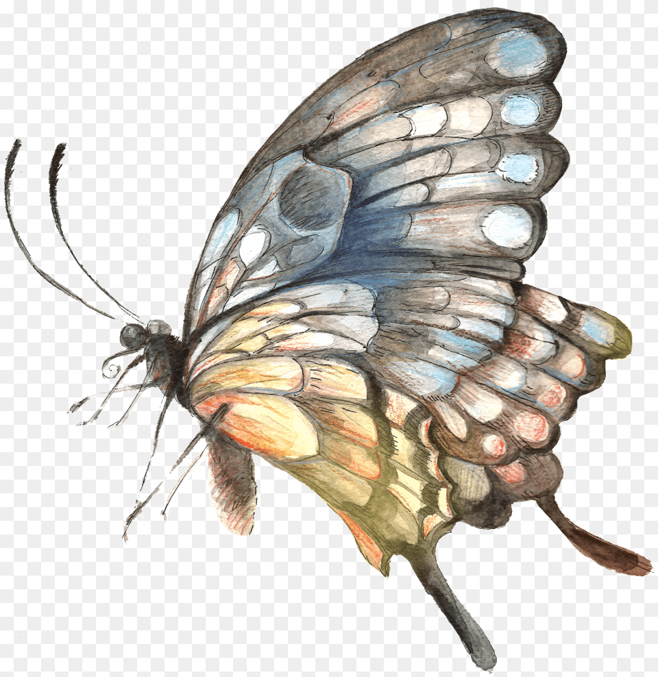 Painted Handpainted Butterfly Hd Butterfly, Animal, Insect, Invertebrate, Art Png Image
