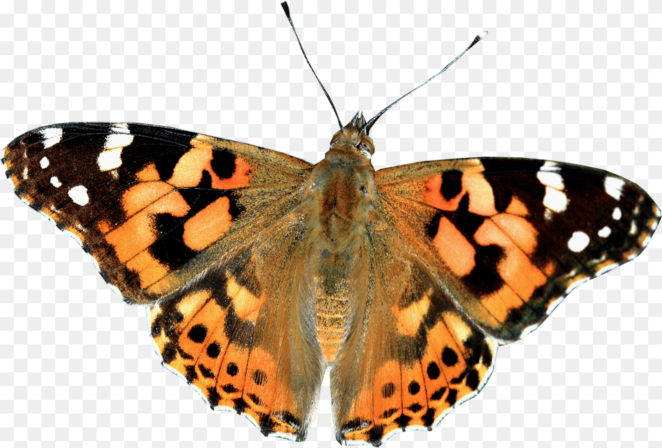 Painted Lady Butterfly Clear Background, Animal, Insect, Invertebrate, Monarch Png Image