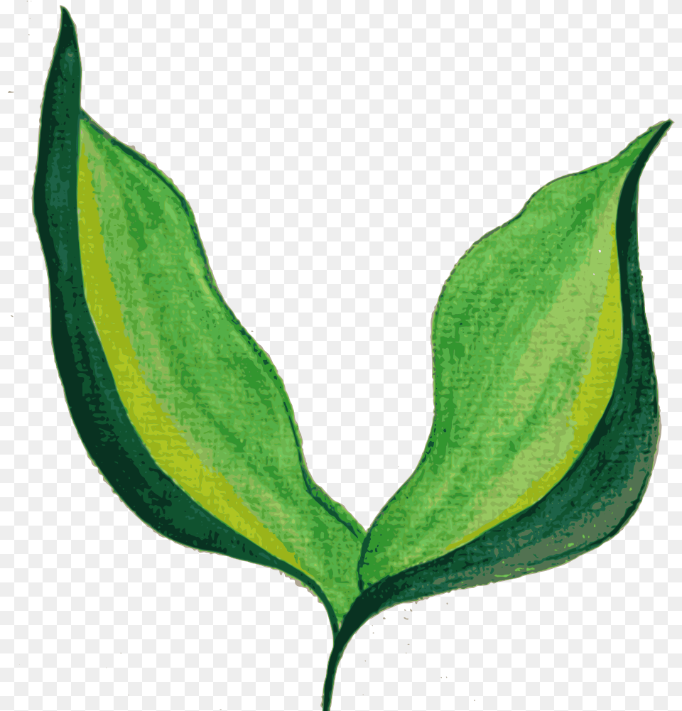 Painted Leaves Background Painted Leaf Transparent Background, Plant, Tree, Green, Bud Free Png