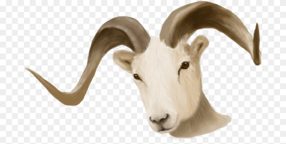Painted Ram Head Ram Head Transparent Background, Livestock, Animal, Goat, Mammal Png
