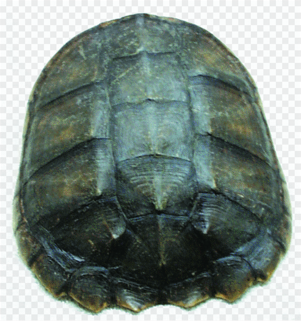 Painted Turtle, Animal, Reptile, Sea Life, Tortoise Free Transparent Png