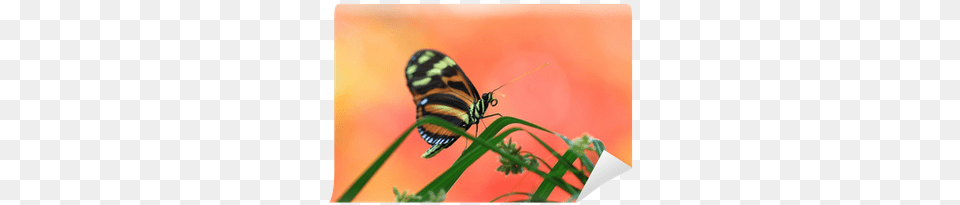 Painting, Animal, Insect, Invertebrate, Butterfly Png Image