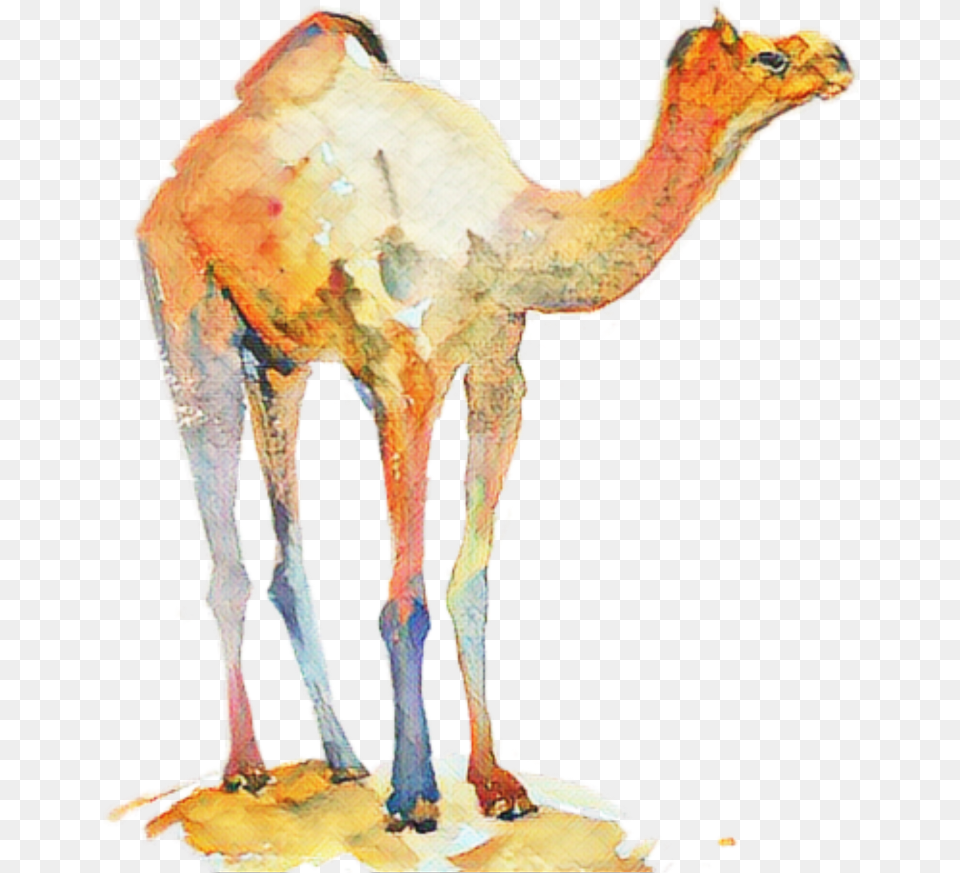 Painting, Animal, Camel, Mammal, Fungus Png