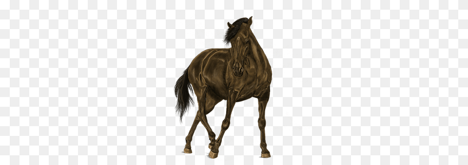 Painting Andalusian Horse, Animal, Horse, Mammal Free Png Download