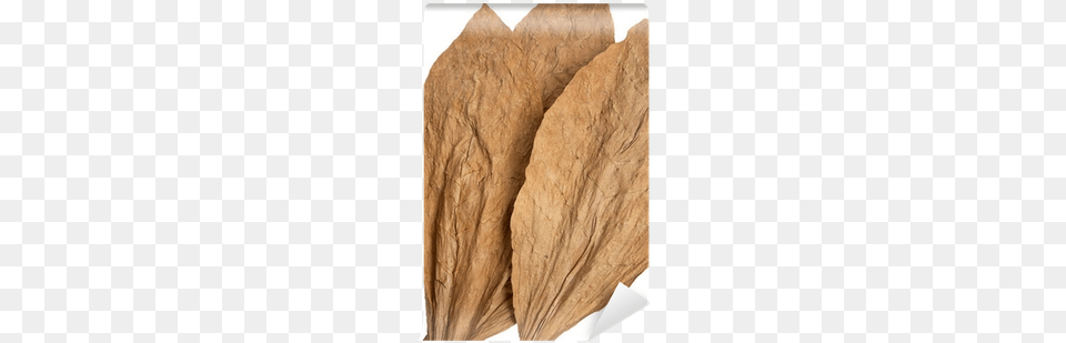 Painting, Leaf, Plant, Tobacco, Animal Png Image