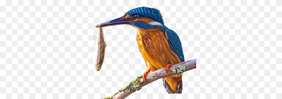 Painting Animal, Beak, Bird, Bee Eater Free Png