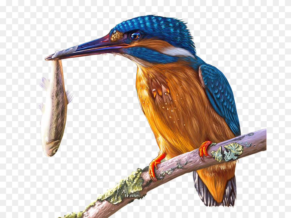 Painting Animal, Beak, Bird, Jay Png Image