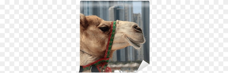 Painting, Animal, Camel, Mammal, Canine Free Png