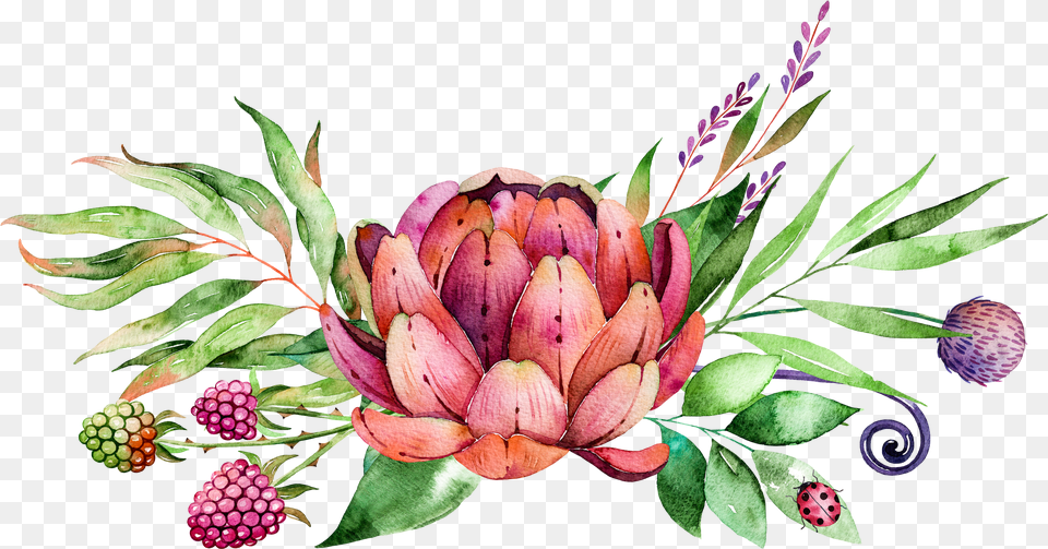 Painting Flower Succulent Plants Protea Free Png Image