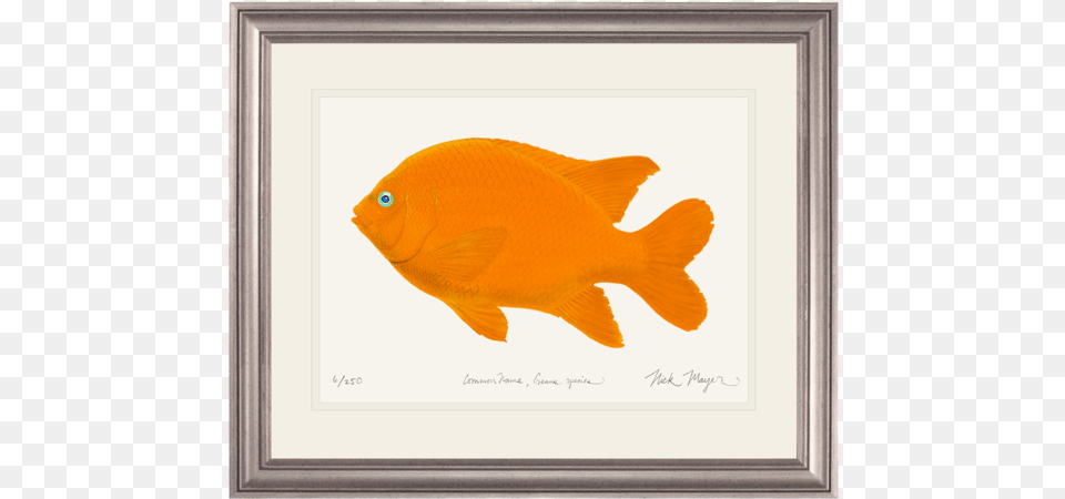 Painting Of A Salmon, Animal, Fish, Sea Life, Goldfish Free Png Download