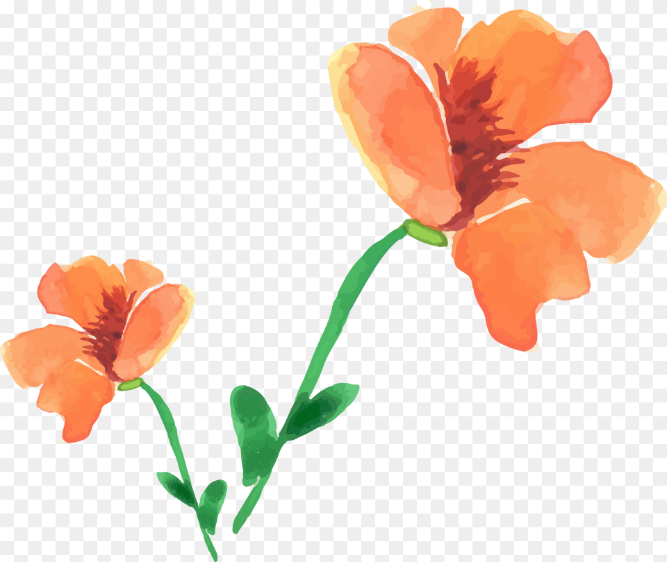 Painting Poppy Flower Painted Floral Decoration Watercolor Orange Poppy Flower, Anther, Petal, Plant Free Transparent Png