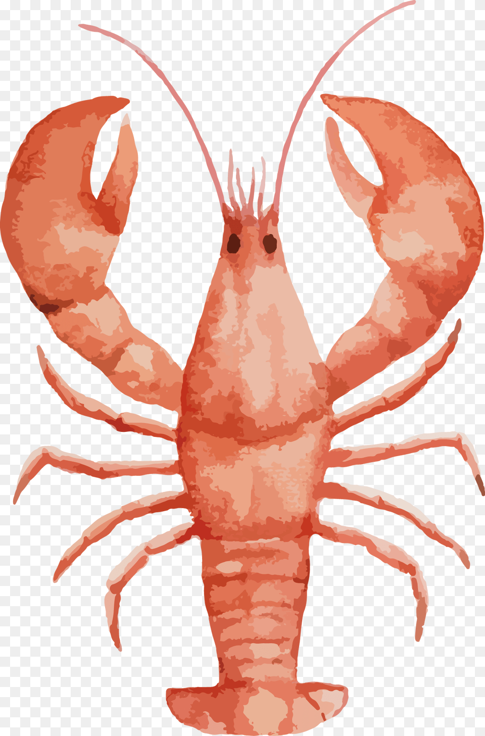 Painting Seafood Drawing Painted Lobster Watercolor, Food, Animal, Sea Life, Crawdad Png Image