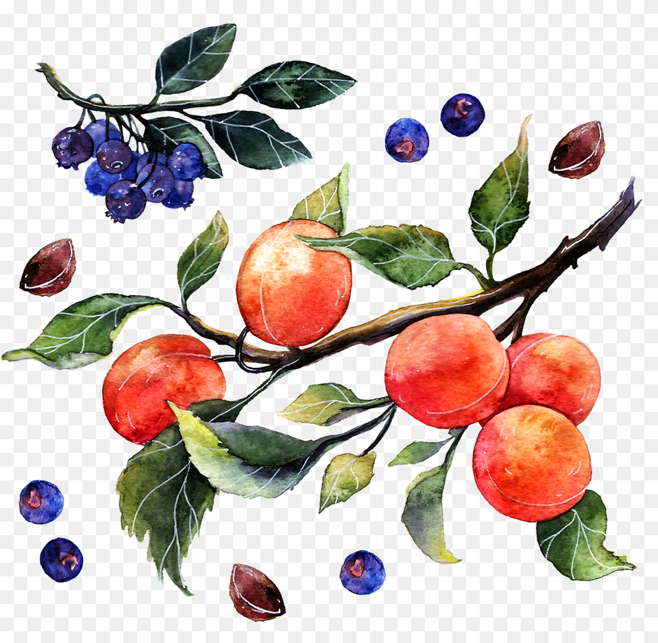 Painting Watercolor Of Oranges Download Watercolor Painting, Food, Fruit, Plant, Produce Free Png