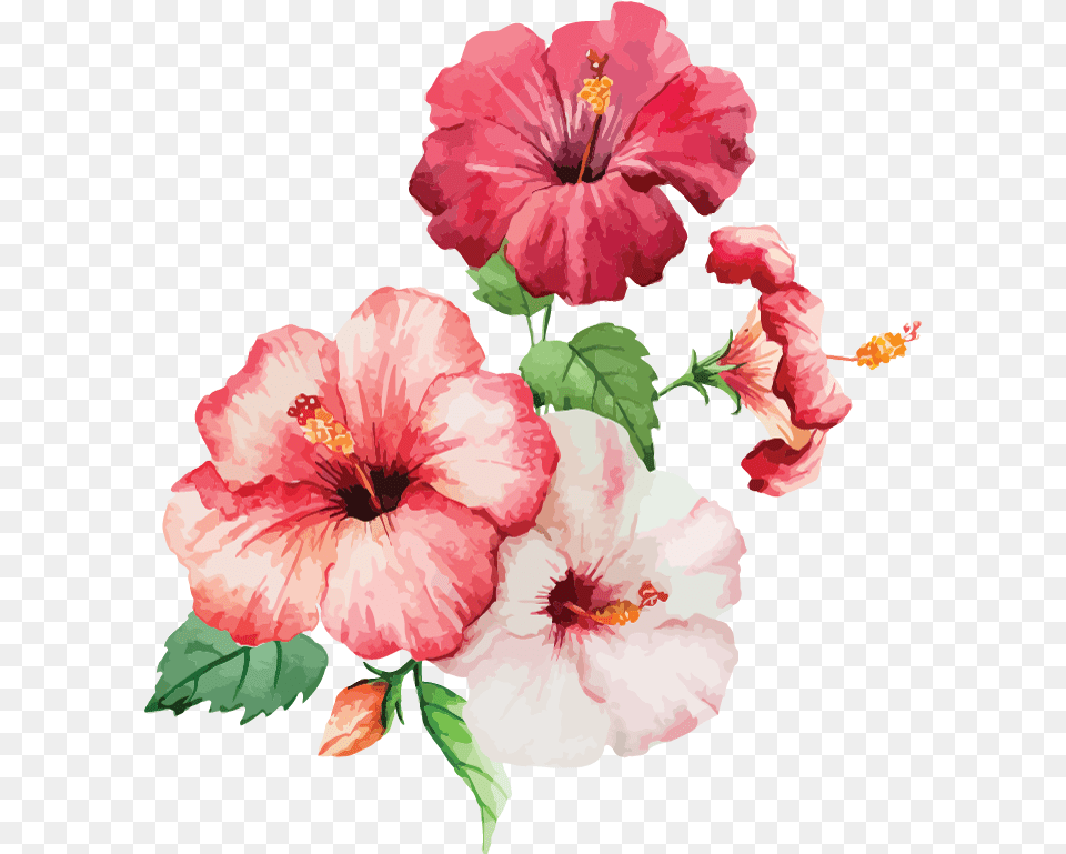 Painting Watercolour Flowers, Flower, Hibiscus, Plant, Rose Png Image