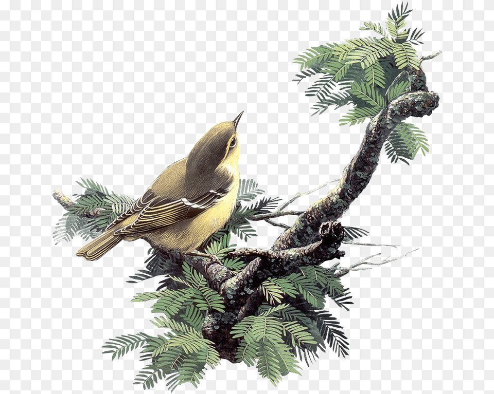 Paintings Of Birds, Animal, Bird, Finch, Plant Free Transparent Png