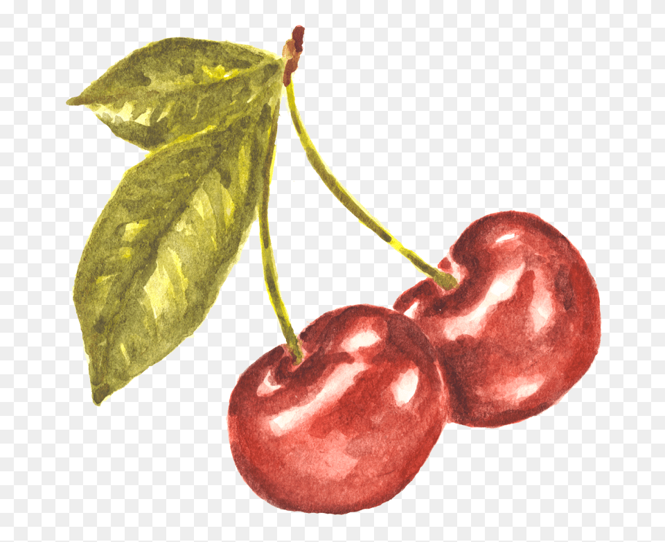 Pair Of Cherries Watercolor Study Cherry Watercolor Background, Food, Fruit, Plant, Produce Free Transparent Png