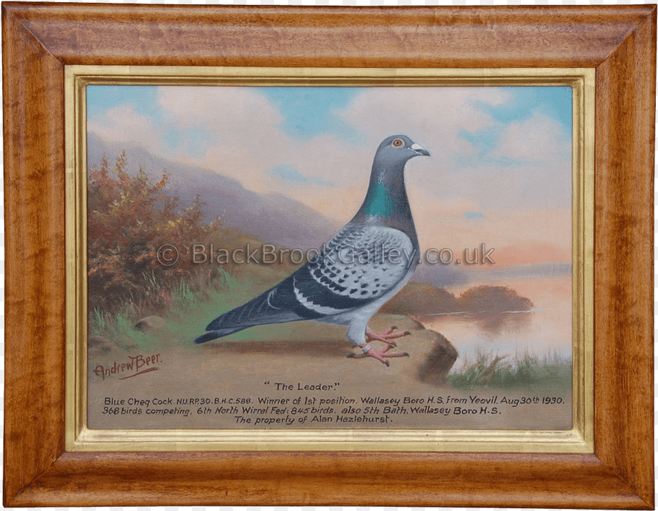 Pair Of Pigeons 39blue Boy39 Amp 39the Leader39 Pigeons Painting, Animal, Bird, Pigeon, Dove Png Image