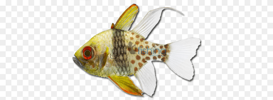 Pajama Cardinalfish Cardinal Fish, Animal, Sea Life Free Transparent Png