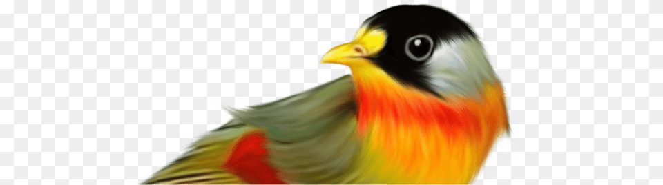 Pajaros Con Fondo Transparente, Animal, Beak, Bird, Finch Png