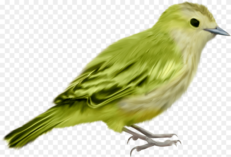 Pajaros Formato Pajaritos Aves Imgenes Hermosas Imagenes De Pajaros, Animal, Bird, Finch, Canary Free Transparent Png