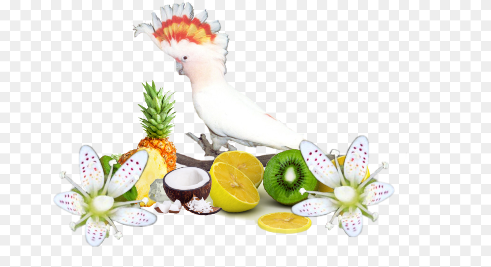 Pajaros Gifs Imagenes Portable Network Graphics, Food, Fruit, Plant, Produce Png