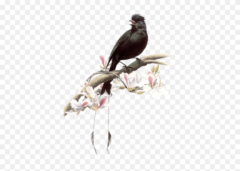 Pajaros Gifs Imagenes Tranh V Chim, Animal, Bird, Blackbird, Beak Free Png