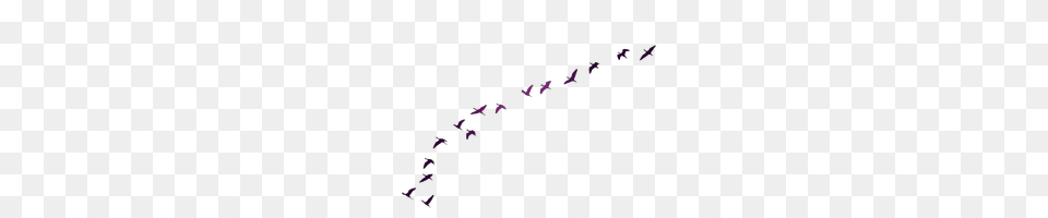 Pajaros Purple, Animal, Bird, Flying Png Image