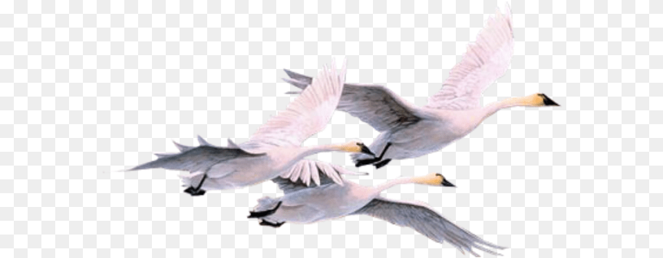 Pajaros Pajaro Swan Swans Gooses Geese Duck Swans, Animal, Bird, Flying, Goose Png Image