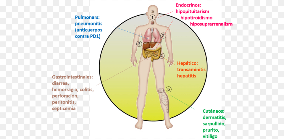 Pakuan University, Chart, Plot, Adult, Female Png Image