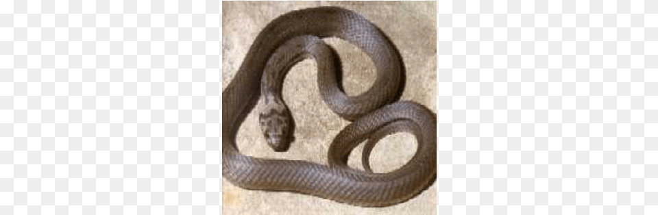 Pale Headed Snake Hoplocephalus, Animal, Reptile Png Image