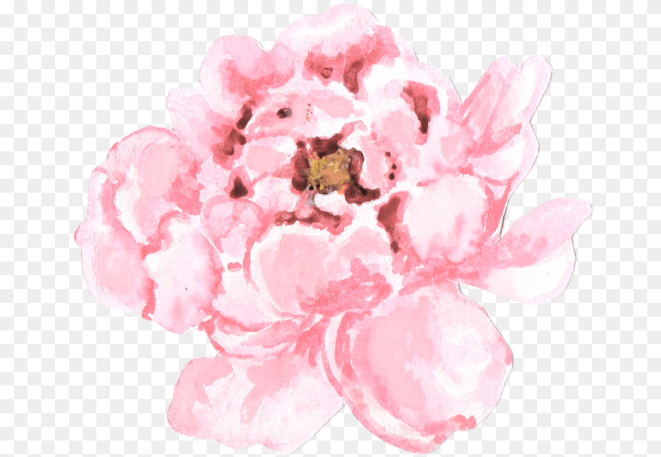 Pale Pink Peonies Transparent Pink Peony Drawing Transparent, Flower, Petal, Plant, Rose Free Png Download