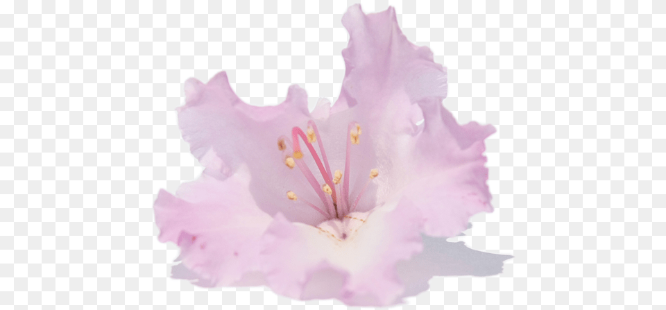 Pale Pink Rhododendron Rhododendron Transparent, Anther, Flower, Plant, Petal Png Image