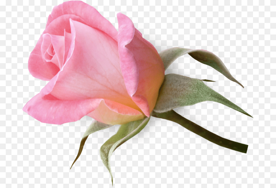 Pale Pink Rose Bud, Flower, Plant, Petal Free Png