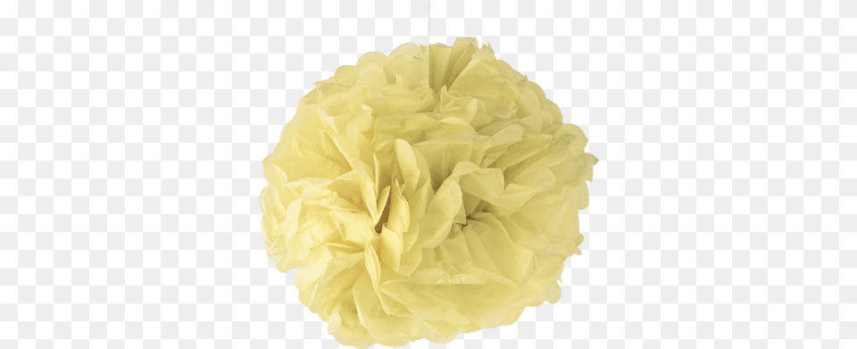 Pale Yellow Paper Pom Poms Carnation, Flower, Plant, Rose, Towel Free Png