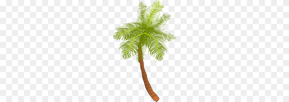 Palm Leaf, Palm Tree, Plant, Tree Png Image