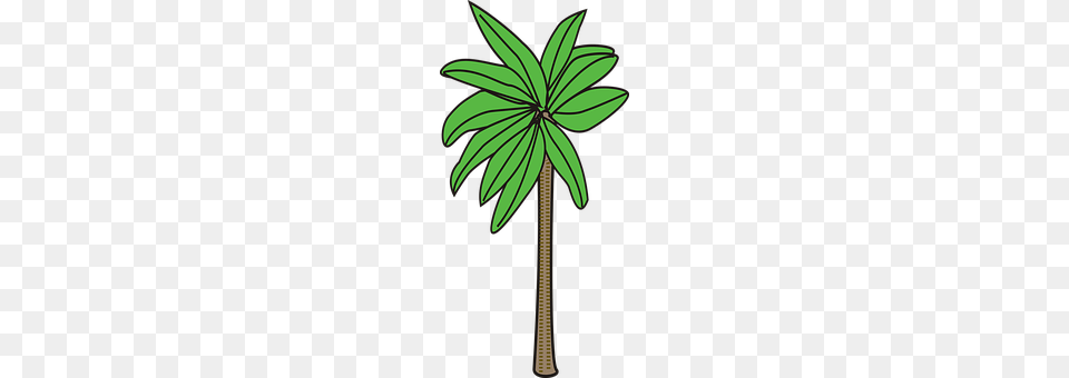 Palm Tree, Plant, Palm Tree, Leaf Png